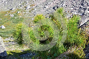 Siberian dwarf pine in mountain tundra