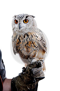 Siberian eagle owl