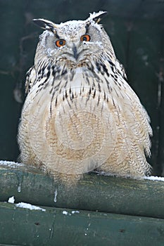 Siberian eagle owl photo