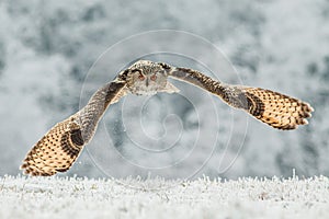 Siberian Eagle Owl