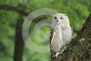 Siberian eagle owl