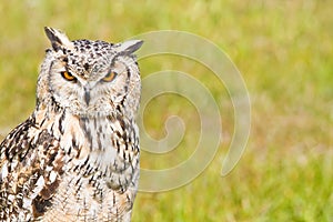 Siberian Eagle Owl or Bubo bubo sibericus