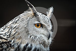 Siberian eagle owl Bubo bubo sibiricus.