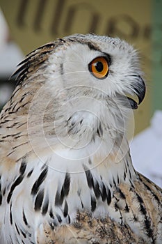 Siberian eagle owl - Bubo bubo sibiricus