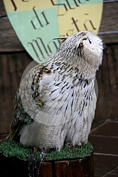 Siberian eagle owl - Bubo bubo sibiricus