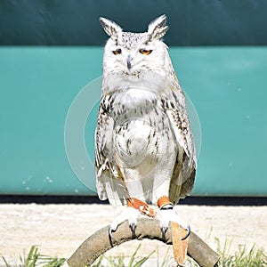 Siberian eagle owl or bubo bubo sibiricus