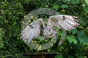 Siberian eagle owl, bubo bubo sibiricus. The biggest owl in the world