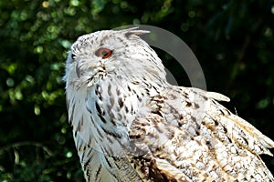 Siberian eagle owl, bubo bubo sibiricus. The biggest owl in the world