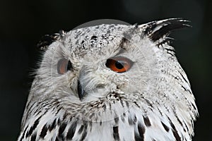 Siberian eagle owl, bubo bubo sibiricus. The biggest owl in the world