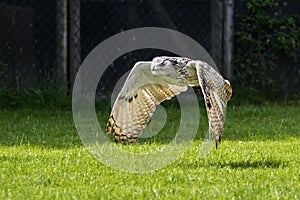 Siberian eagle owl, bubo bubo sibiricus. The biggest owl in the world