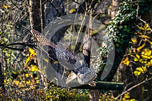 Siberian eagle owl, bubo bubo sibiricus. The biggest owl in the world
