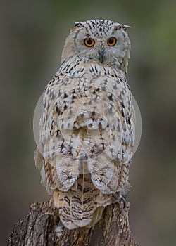 Siberian eagle owl, Bubo bubo sibiricus. Portrait. Close up