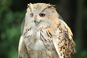 Siberian eagle owl