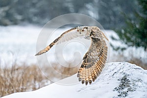 Siberian Eagle Owl flying from right to the left. Closeup photo of the owl with spread wings. Animal winter theme. Bubo