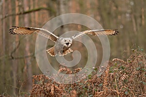 Siberian eagle owl flying and shouting. Front look.