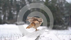 Siberian Eagle Owl landing down to rock with snow in slow motion. Landing touch down with widely spread wings in the
