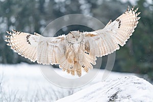 Siberian Eagle Owl landing down to rock with snow. Landing touch down with widely spread wings in the cold winter