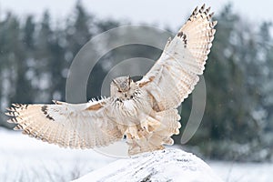 Siberian Eagle Owl landing down. Touch down to rock with snow Big owl with widely spread wings in the cold winter