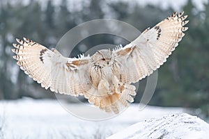 Siberian Eagle Owl landing down. Touch down to rock with snow Big owl with widely spread wings in the cold winter