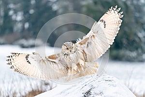 Siberian Eagle Owl landing down. Touch down to rock with snow Big owl with widely spread wings in the cold winter