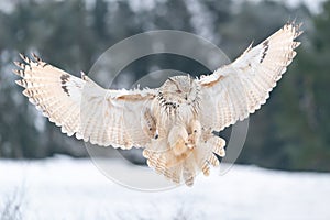 Siberian Eagle Owl landing down. Touch down to rock with snow Big owl with widely spread wings in the cold winter