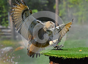 Siberian eagle owl lands