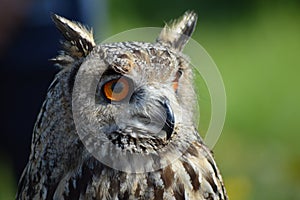 Siberian eagle owl