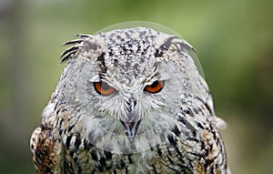 Siberian eagle owl posing for its head shots