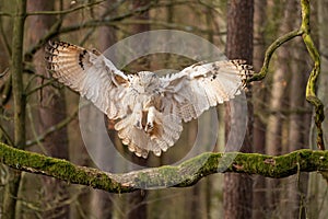 Siberian eagle owl touch down to the tree branch.