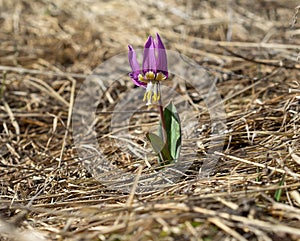 Siberian Fawn Lily in habitat, disclosed with pollen.