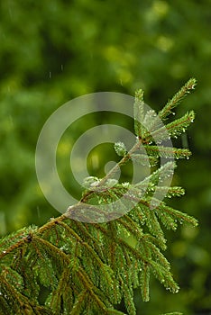 Siberian fir Pine branch with raindrops close up christmas new year holiday background summer winter textured Green spruce