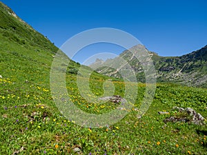 Siberian flowers on the slopes of the mountains. Natural Park Ergaki