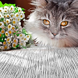 Siberian fluffy cat with camomile