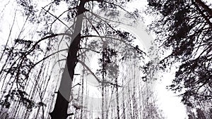 Siberian forest with black depressive tree. Footage. Slowmotion. Old trees in winter on the cloudy sky background.