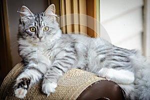 Siberian Forest Cat Kitten