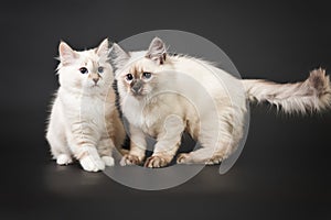 Siberian forest kittens on black background