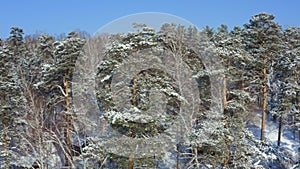 Siberian forest. Pine trees in the snow.