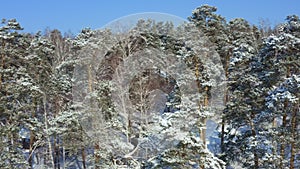 Siberian forest. Pine trees in the snow.