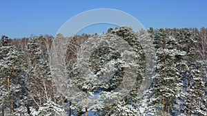 Siberian forest. Pine trees in the snow.