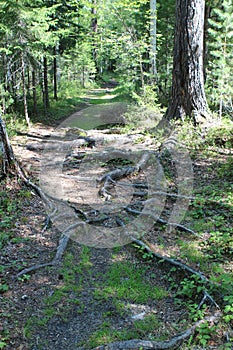 Siberian forest. Taiga. Baikal. Birch forest. Tree roots