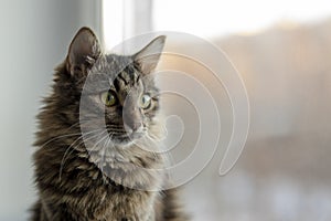 Siberian, furry cat frontally looking at the camera on a blurred background