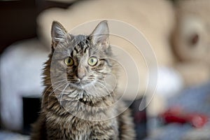 Siberian, furry cat frontally looking at the camera on a blurred background