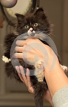 Siberian furry kitten