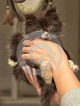 Siberian furry kitten