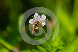 Siberian geranium Geranium sibiricum grows in summer in the wild