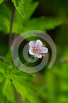 Siberian geranium Geranium sibiricum grows in summer in the wild