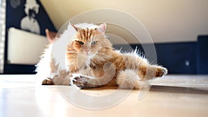 Siberian ginger cat cleans itself in the room.