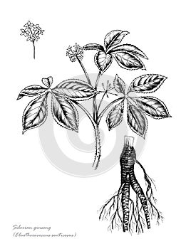 Siberian ginseng