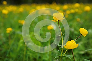 Siberian globeflower