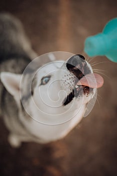 Siberian grey husky dog stands and lick water from botle. grass on the background